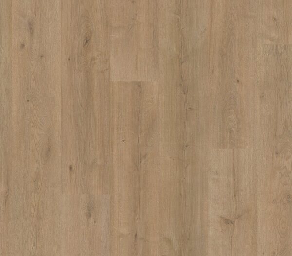 Sequoia