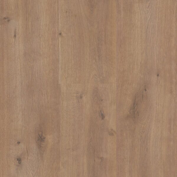 Sequoia