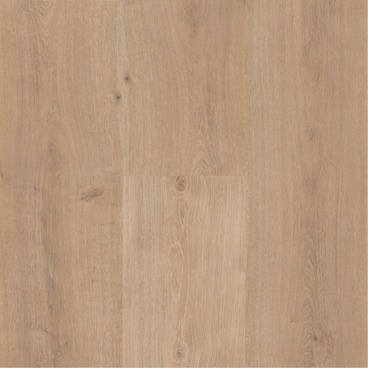 Sequoia - Image 9