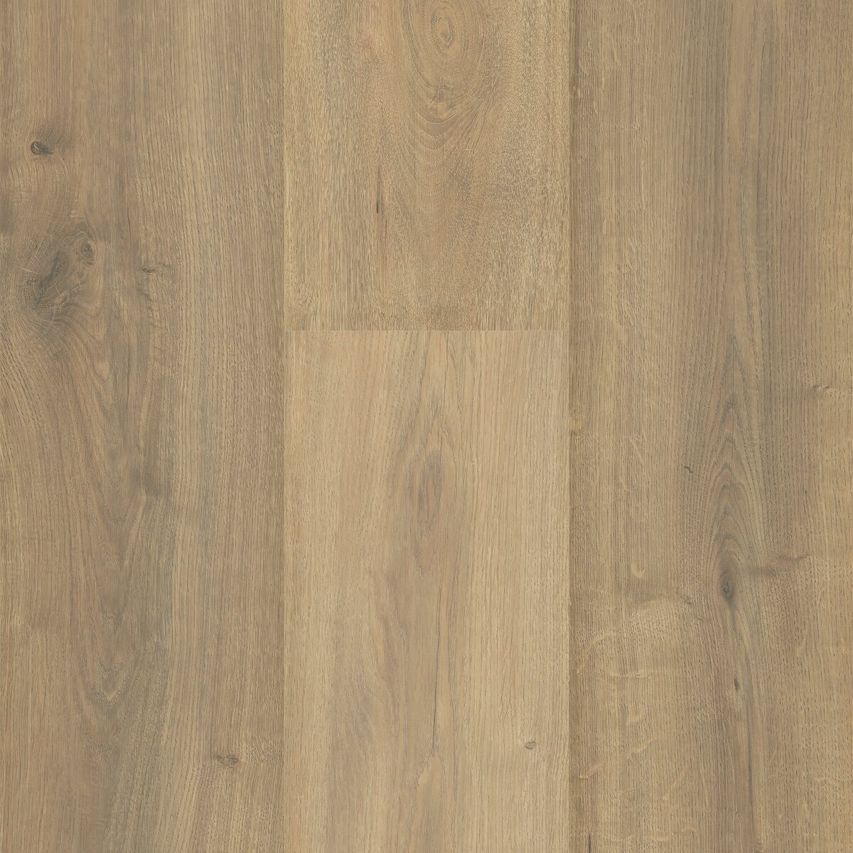 Sequoia - Image 10