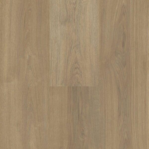 Sequoia