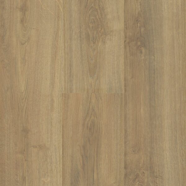 Sequoia